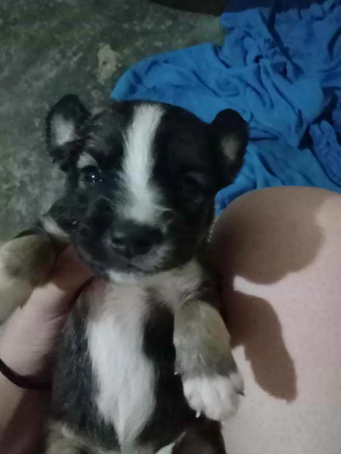 Cachorro ra a Não sei idade Abaixo de 2 meses nome São vários animais