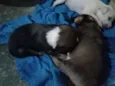 São vários animais