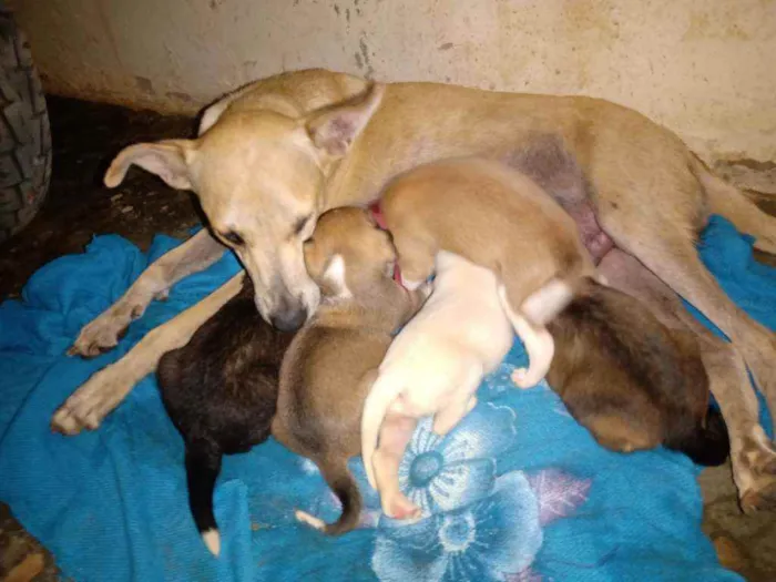 Cachorro ra a Não sei idade Abaixo de 2 meses nome São vários animais