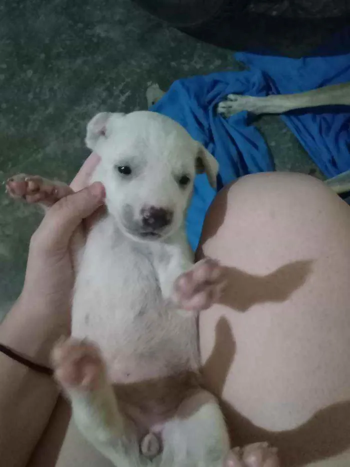 Cachorro ra a Não sei idade Abaixo de 2 meses nome São vários animais