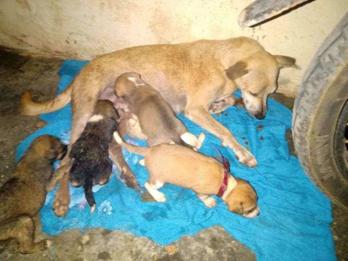 Cachorro ra a Não sei idade Abaixo de 2 meses nome São vários animais