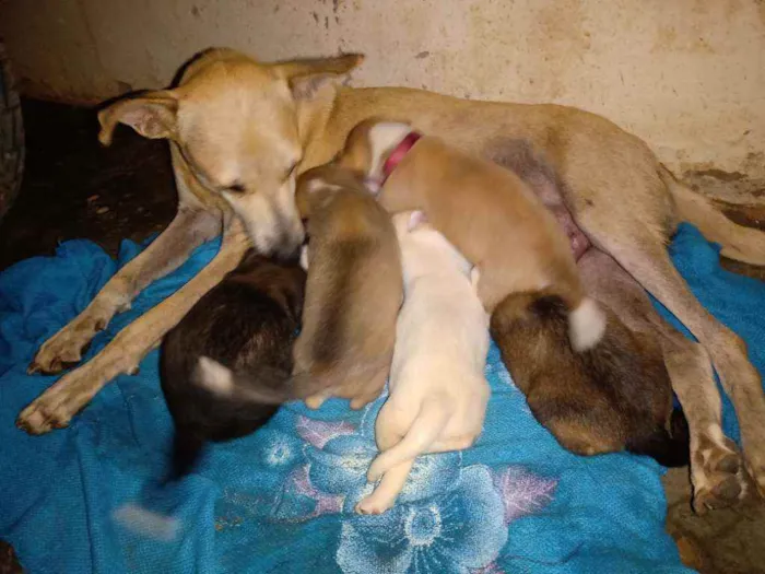 Cachorro ra a Não sei idade Abaixo de 2 meses nome São vários animais