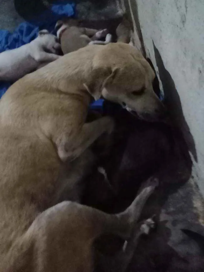 Cachorro raça Não sei idade 4 anos nome Cora