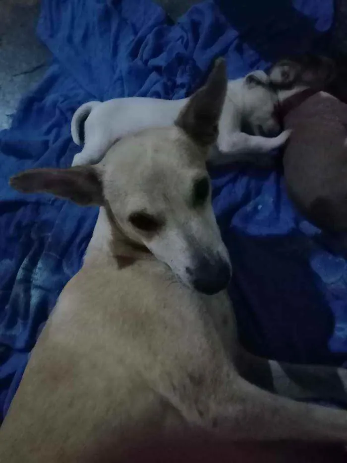 Cachorro raça Não sei idade 4 anos nome Cora