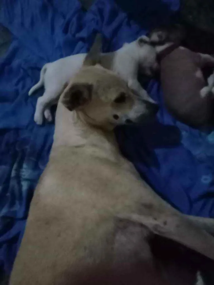 Cachorro raça Não sei idade 4 anos nome Cora