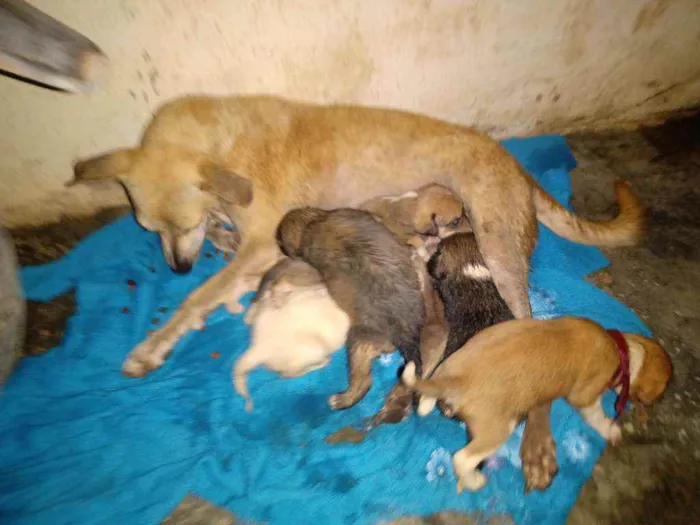 Cachorro raça Não sei idade 4 anos nome Cora