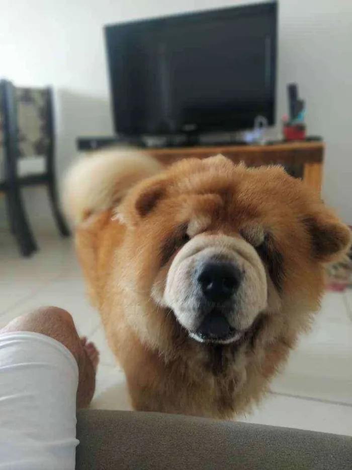 Cachorro raça Chow chow idade 5 anos nome Melody e bolt