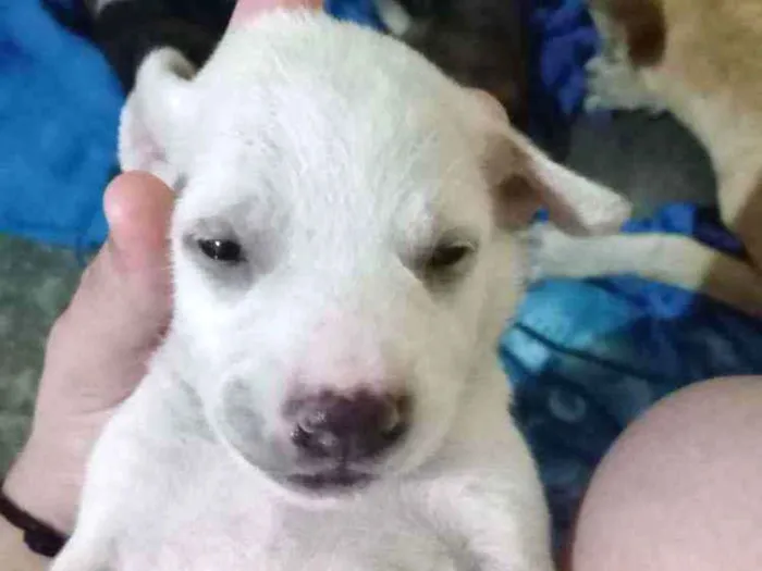 Cachorro ra a Não sei idade Abaixo de 2 meses nome Maggie