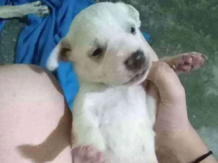 Cachorro ra a Não sei idade Abaixo de 2 meses nome Maggie