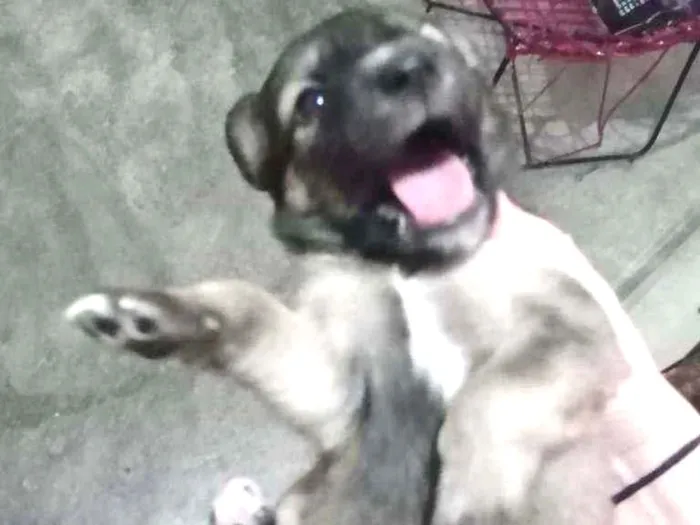 Cachorro ra a Não sei idade Abaixo de 2 meses nome Mel