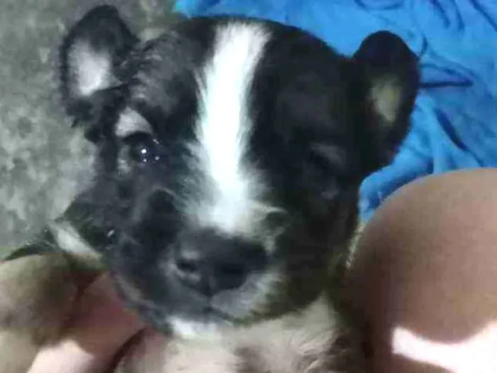 Cachorro ra a Não sei idade Abaixo de 2 meses nome Bethoven