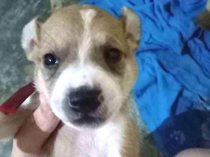 Cachorro ra a Não sei idade Abaixo de 2 meses nome Bingo