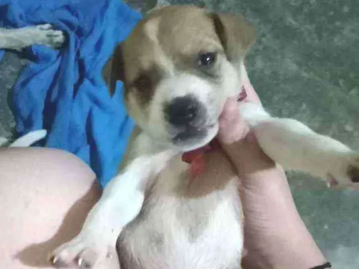 Cachorro ra a Não sei idade Abaixo de 2 meses nome Bingo