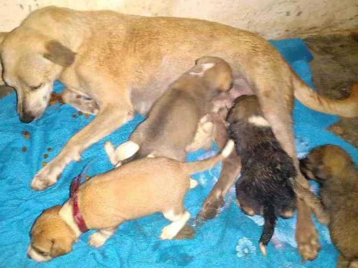 Cachorro ra a Não sei idade Abaixo de 2 meses nome São vários animais