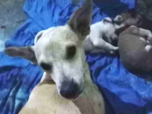 Cachorro raça Não sei idade 4 anos nome Cora