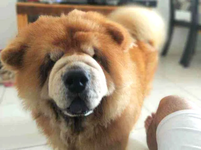 Cachorro raça Chow chow idade 5 anos nome Melody e bolt