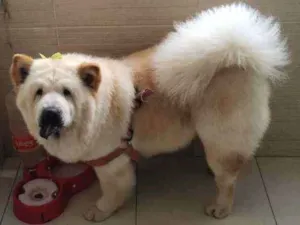 Cachorro raça Chow chow idade 5 anos nome Melody e bolt