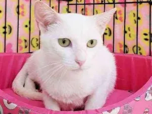 Gato raça Srd  idade 1 ano nome Madhu