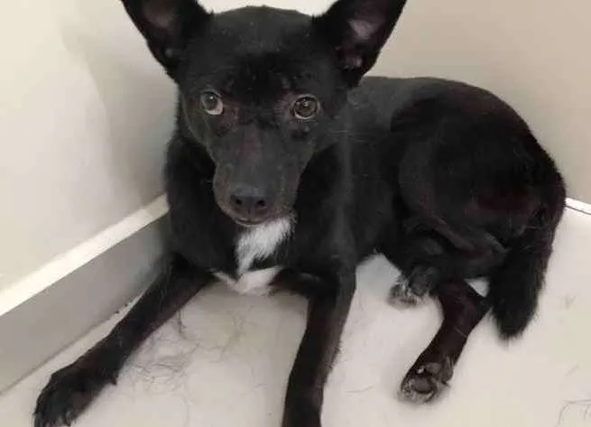 Cachorro raça Vira lata  idade 6 ou mais anos nome Marisol 