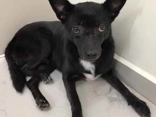 Cachorro raça Vira lata  idade 6 ou mais anos nome Marisol 