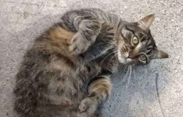 Gato raça Vira lata  idade 3 anos nome Lolita 