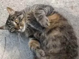 Gato raça Vira lata  idade 3 anos nome Lolita 
