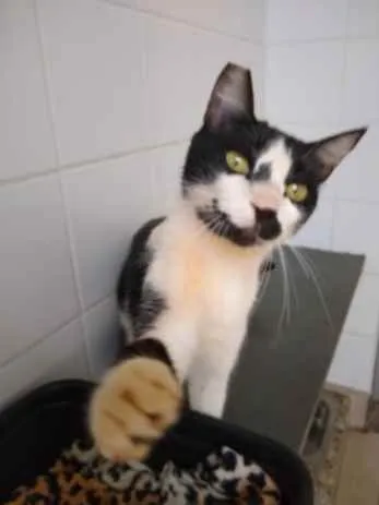 Gato raça Vira lata  idade 3 anos nome Charles 