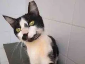 Gato raça Vira lata  idade 3 anos nome Charles 