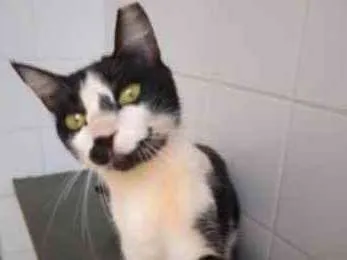 Gato raça Vira lata  idade 3 anos nome Charles 