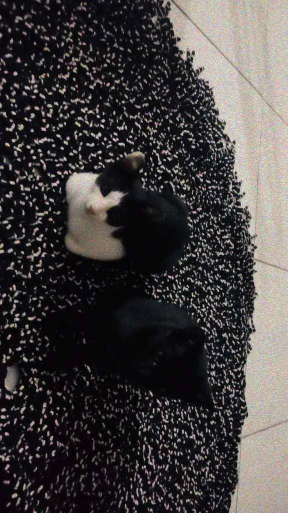 Gato raça Indefinida idade Abaixo de 2 meses nome Filhotes