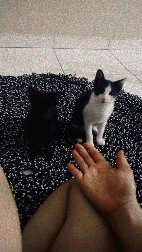 Gato raça Indefinida idade Abaixo de 2 meses nome Filhotes