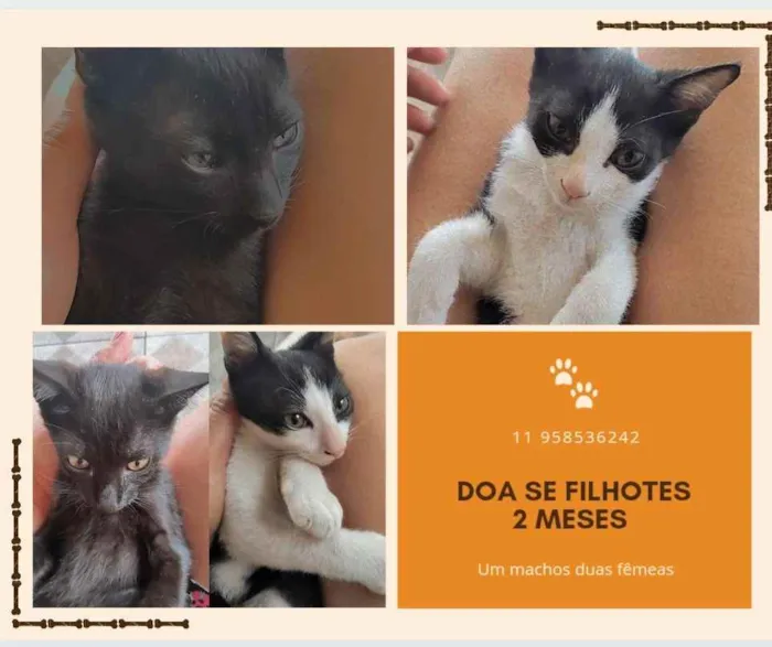 Gato raça Indefinida idade Abaixo de 2 meses nome Filhotes