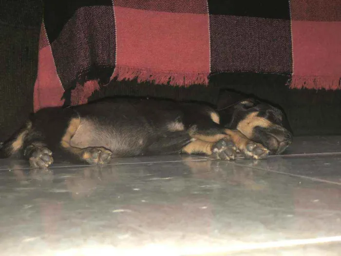 Cachorro ra a Sem raça definida idade Abaixo de 2 meses nome Carinhosa