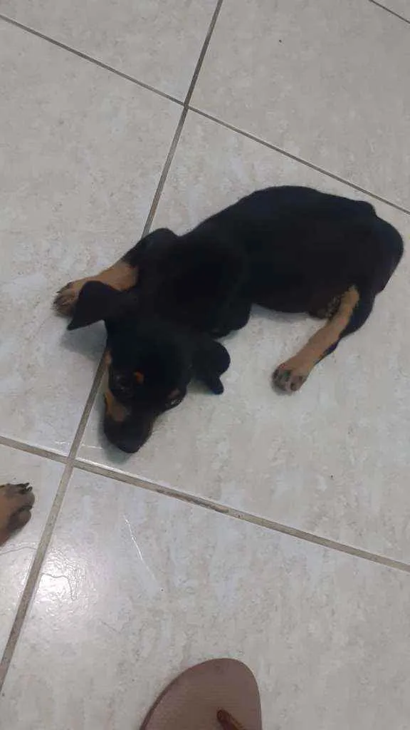 Cachorro ra a Sem raça definida idade Abaixo de 2 meses nome Carinhosa