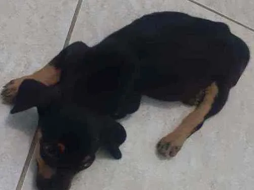 Cachorro ra a Sem raça definida idade Abaixo de 2 meses nome Carinhosa