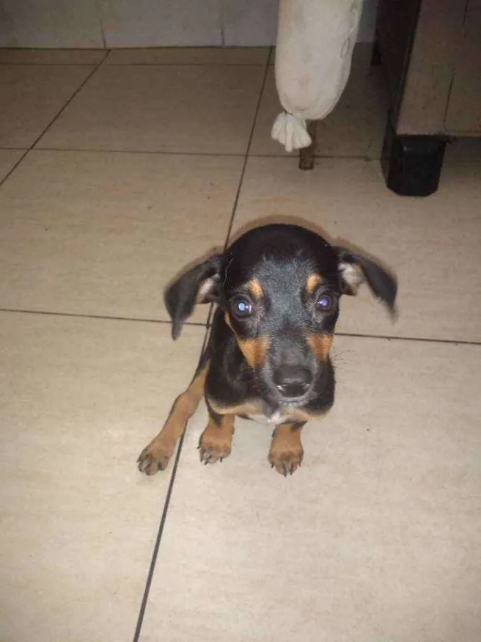 Cachorro ra a Sem raça definida idade Abaixo de 2 meses nome Carinhosa