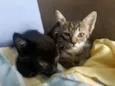 gatos filhotes