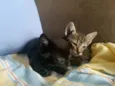 gatos filhotes