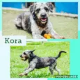 KORA PEQUENA