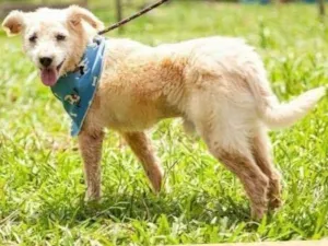 Cachorro raça  idade  nome SHEIK PEQUENO