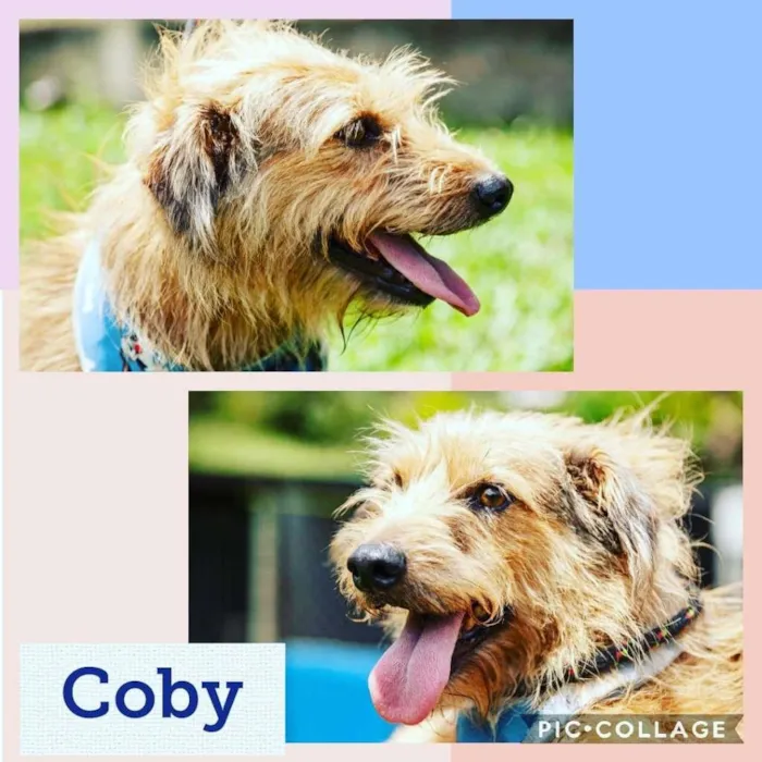 Cachorro ra a  idade  nome Coby