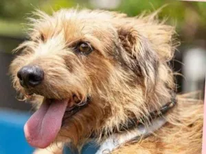 Cachorro raça  idade  nome Coby