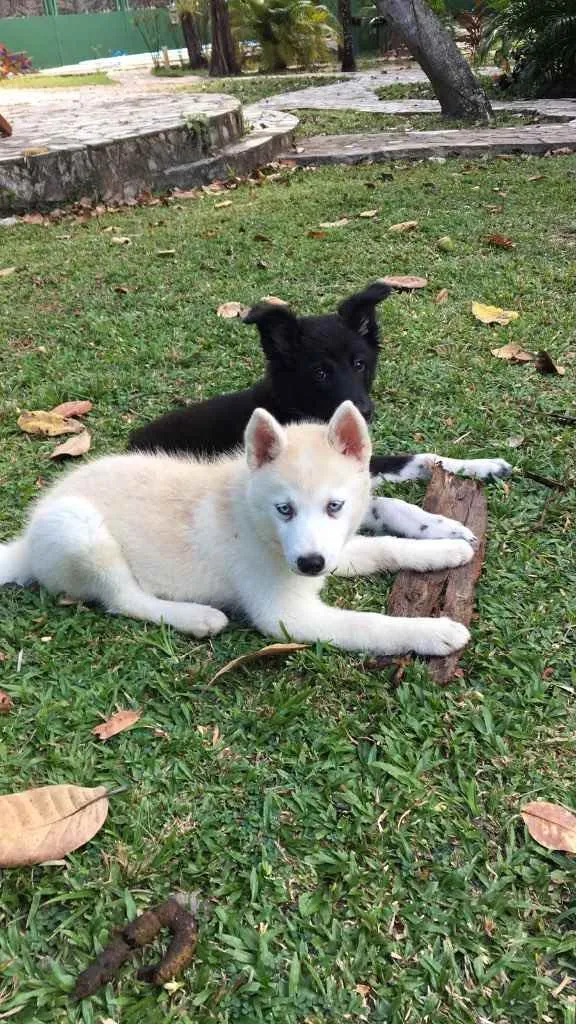 Cachorro ra a Border collie / husky  idade 2 a 6 meses nome Aurora / Nalu 