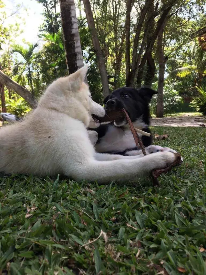 Cachorro ra a Border collie / husky  idade 2 a 6 meses nome Aurora / Nalu 