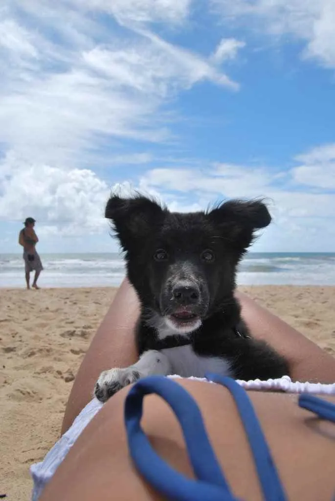 Cachorro ra a Border collie / husky  idade 2 a 6 meses nome Aurora / Nalu 