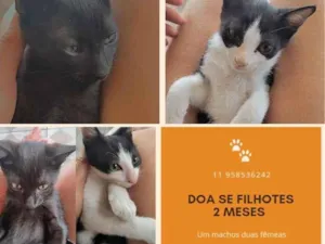Gato raça Indefinida idade Abaixo de 2 meses nome Filhotes