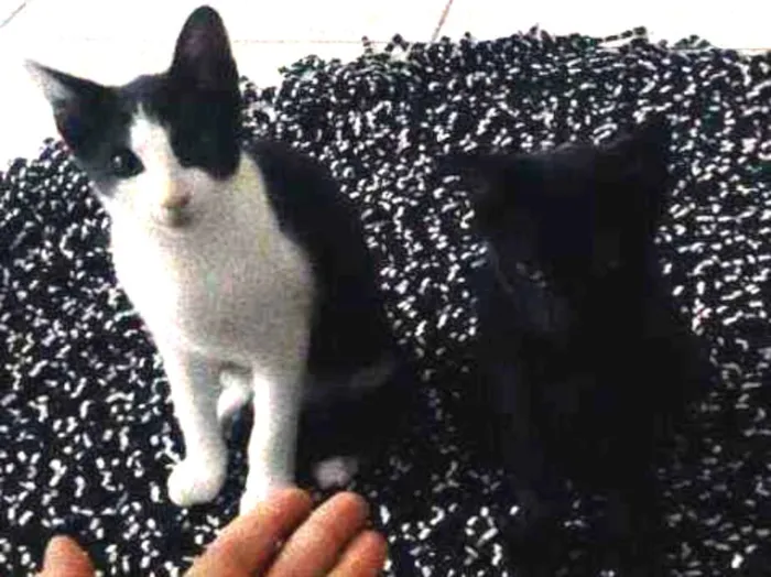 Gato raça Indefinida idade Abaixo de 2 meses nome Filhotes