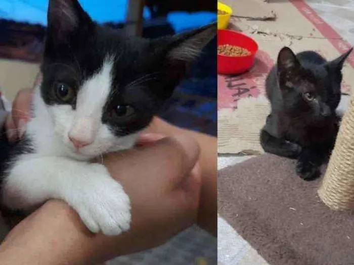 Gato raça Indefinida idade Abaixo de 2 meses nome Filhotes