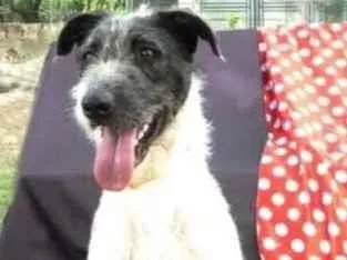 Cachorro raça Vira lata  idade 3 anos nome Apolo