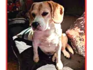 Cachorro raça Beagle idade 6 ou mais anos nome Deyse Doris